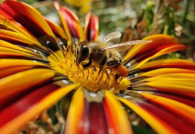 Honey as a wound dressing