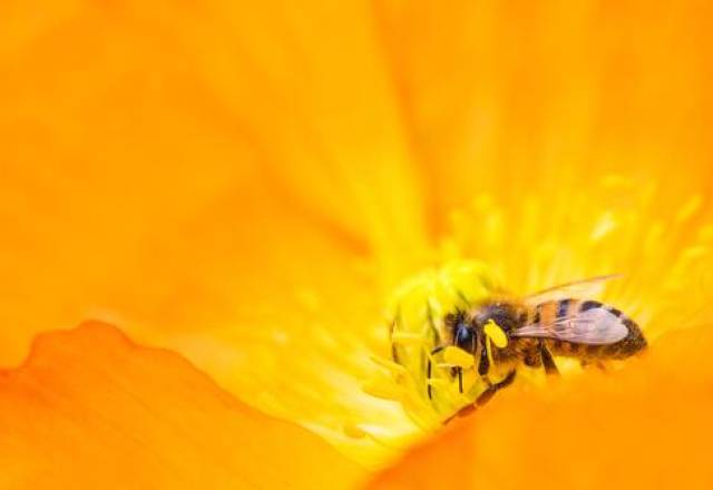 Medical honey